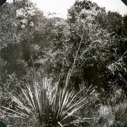 Alexander Wetmore