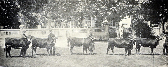 expo nacional ganaderia 1906 foto 06-bal